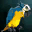 Feathered Friend